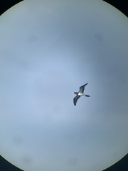 Sula leucogaster leucogaster