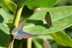 Leptotes pirithous