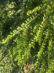 Cotoneaster horizontalis
