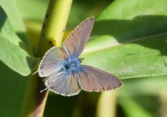 Leptotes pirithous