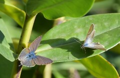 Leptotes pirithous