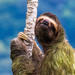 Brown-throated Three-toed Sloth - Photo (c) Dean Thompson, some rights reserved (CC BY-NC), uploaded by Dean Thompson