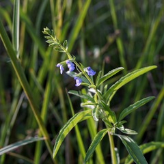 Salvia reflexa