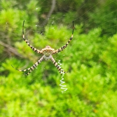 Argiope lobata