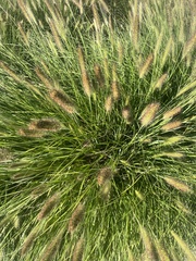Setaria pumila