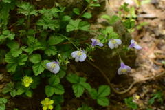 Mazus miquelii