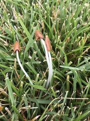 Conocybe apala