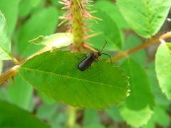 Silis difficilis difficilis