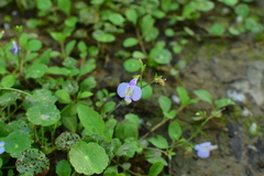 Mazus miquelii