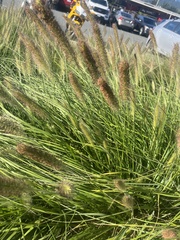 Setaria pumila