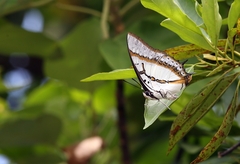 Polyura eudamippus