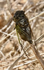 Neotibicen canicularis