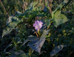Datura quercifolia
