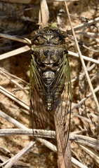 Neotibicen canicularis