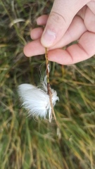 Eriophorum