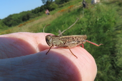 Calliptamus italicus