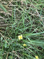 Potentilla erecta