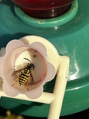 Dolichovespula arenaria