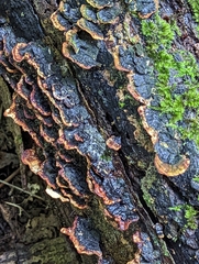Hymenochaete rubiginosa