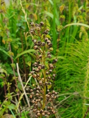 Scrophularia auriculata