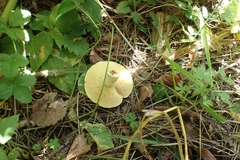 Suillus plorans