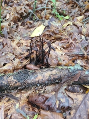 Monotropa uniflora