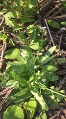 Myosotis laxa