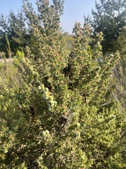 Cliffortia ruscifolia