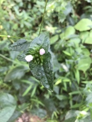 Elephantopus carolinianus