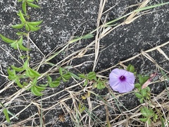 Ipomoea cairica