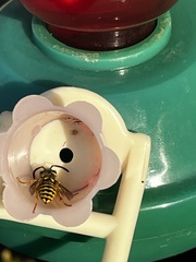 Dolichovespula arenaria