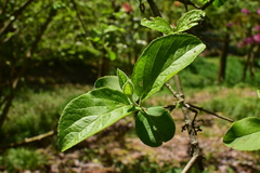 Viburnum macrocephalum