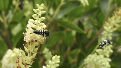 Bicyrtes quadrifasciatus