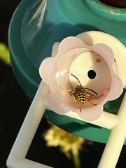 Dolichovespula arenaria