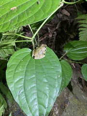 Arthroleptides yakusini