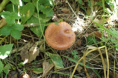 Suillus plorans