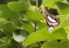 Polyura athamas