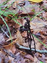 Monotropa uniflora