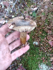 Lactarius turpis