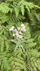 Anaphalis margaritacea