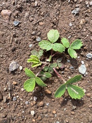 Fragaria virginiana