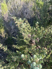 Cliffortia ruscifolia