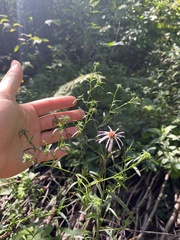 Symphyotrichum novi-belgii