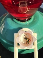 Dolichovespula arenaria