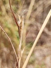 Andropogon