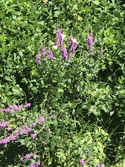 Pieris rapae