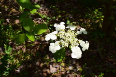 Viburnum macrocephalum