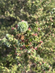 Cliffortia ruscifolia