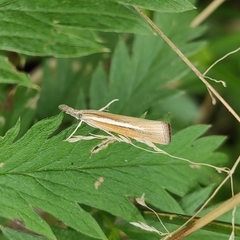Agriphila selasella