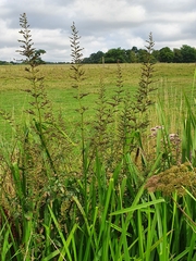 Scrophularia auriculata